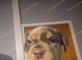 Mixed breed puppies 6 weeks old