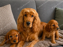 Cocker spaniel puppies