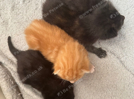 4 Kittens for sale ready 16th of Aug