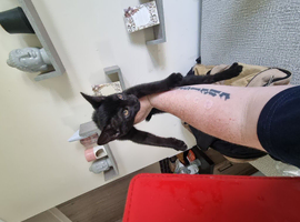 2 kittens for sale