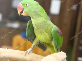 Alexandrine parrot