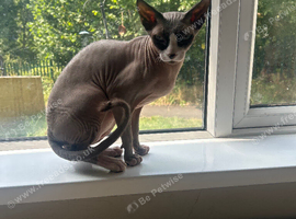 2 x sphynx need rehoming