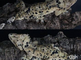 Dalmatian Crested gecko