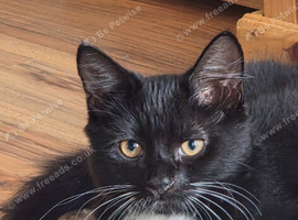 Gorgeous little long haired tuxedo cat