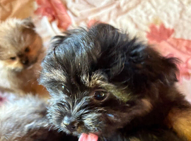 Puppy