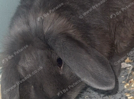 &pound;65 Rare female blue sint -niklaas mini lop
