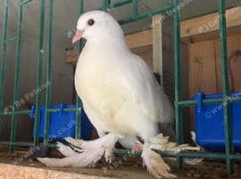 young tumbler pigeons
