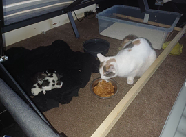 Two Kittens looking for homes