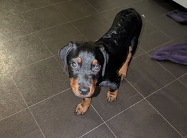 Rottweiler puppy for Sale