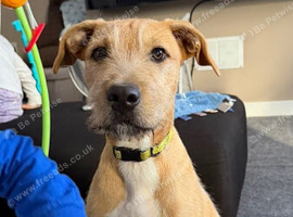 Wheaton bullgreyhound