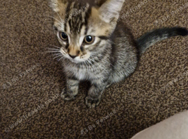 1 male & 1 female tabby kittens