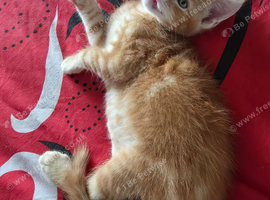 Gorgeous 9 week old Maine Coon Cross Kittens Ready Now