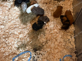Guinea pigs