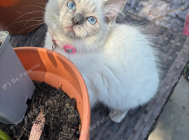 Blue point ragdoll