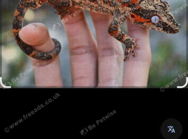Gargoyle gecko