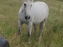 Registered irish draft, 3yr old mare