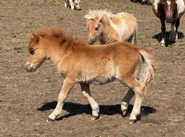 Registered miniature Shetland colt foals