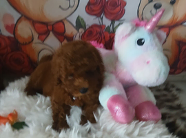 Miniature Poodle.