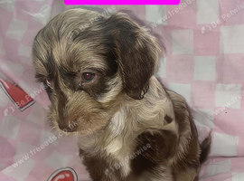Female Merl Cockapoo