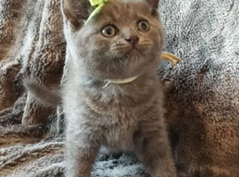 Pure Pedigree GCCF BSH