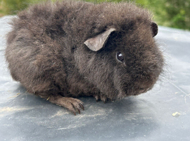 Baby Teddy Female