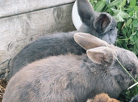 Mini lop eared rabbits