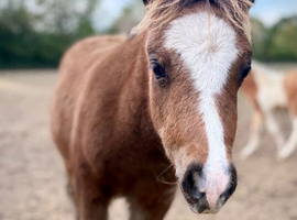 Refined Pure Falabella Colt