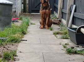 Rotti x presa read advert