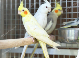 Cocktails