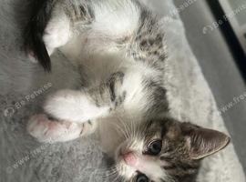 Beautiful Kitten
