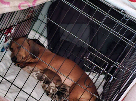 Dachshund puppys