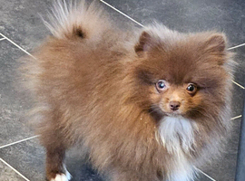 READY TO LEAVE NOW KC BOY POMERANIAN
