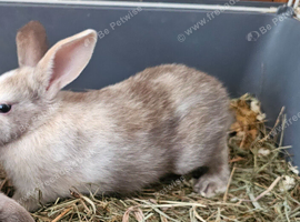 Baby bunnies mixed breeds lop ,rex