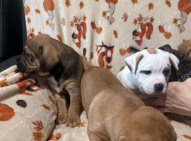 Mixed puppies for sale