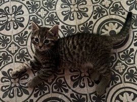 Beautiful rag doll cross kittens