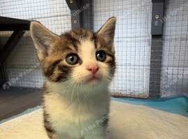 2 gorgeous kittens