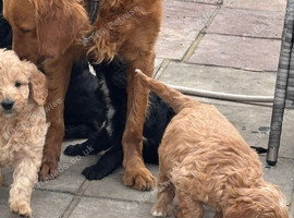 F1 mini golden doodles 2 boys available