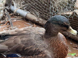 Mixed breed bantam duck