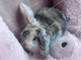 3 beautiful mini lop bunnies