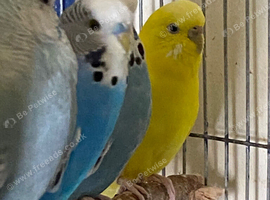5 Budgies for sale
