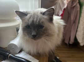 missing cat