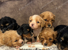 F1B Cavachon Puppies