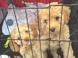 Cockapoos