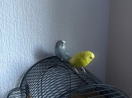 Budgies x2 for sale