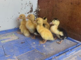 Various breed ducklings