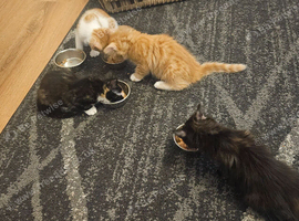 Litter of four beautiful kittens for sale