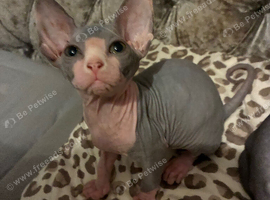 Blue and cream Canadian sphynx