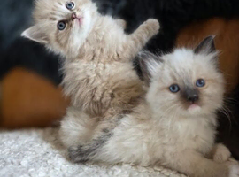 Ragdoll Kittens