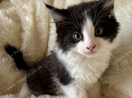 Meet the Shelby Kittens *ONLY 2 LEFT*
