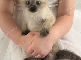 1Boy chocolate Siamese point kitten